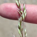Arrhenatherum longifolium (Thore) DulacArrhenatherum longifolium (Thore) Dulac