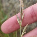 Festuca rubra L. subsp. pruinosa (Hack.) PiperFestuca rubra L. subsp. pruinosa (Hack.) Piper