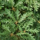 Quercus pyrenaica Willd.Quercus pyrenaica Willd.