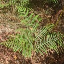 Pteridium aquilinum (L.) KuhnPteridium aquilinum (L.) Kuhn