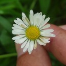 Bellis perennis L.Bellis perennis L.