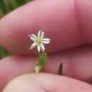 Stellaria alsine GrimmStellaria alsine Grimm