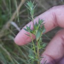Genista berberidea LangeGenista berberidea Lange