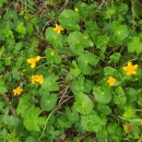 Caltha palustris L.Caltha palustris L.