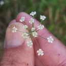 Trocdaris verticillatum (L.) Raf.Trocdaris verticillatum (L.) Raf.