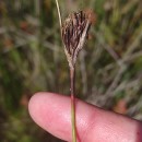Schoenus nigricans L.Schoenus nigricans L.