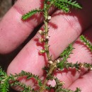 Calluna vulgaris (L.) HullCalluna vulgaris (L.) Hull