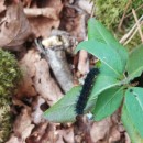 Euphydryas aurinia (Rottemburg, 1775)Euphydryas aurinia (Rottemburg, 1775)