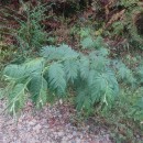 Acacia decurrens (J.C. Wendl.)Acacia decurrens (J.C. Wendl.)