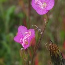 Oenothera rosea L’Hér. ex AitonOenothera rosea L’Hér. ex Aiton