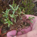 Genista tridentata L. subsp. cantabrica (Spach) NymanGenista tridentata L. subsp. cantabrica (Spach) Nyman