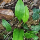 Omphalodes nitida Hoffmanns. & LinkOmphalodes nitida Hoffmanns. & Link