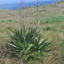 Yucca gloriosa L.Yucca gloriosa L.