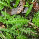 Cirsium filipendulum LangeCirsium filipendulum Lange