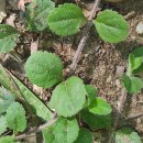 Veronica officinalis L.Veronica officinalis L.