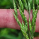 Bromus hordeaceus  L.Bromus hordeaceus  L.