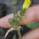 Sonchus oleraceus L.Sonchus oleraceus L.