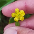 Ranunculus flammula L.Ranunculus flammula L.