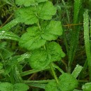 Erodium moschatum (L.) L’Her.Erodium moschatum (L.) L’Her.