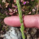 Koeleria crassipes LangeKoeleria crassipes Lange