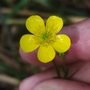 Ranunculus bulbosus  L.Ranunculus bulbosus  L.