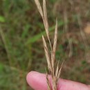 Brachypodium pinnatum (L.) Beauv.Brachypodium pinnatum (L.) Beauv.