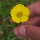 Ranunculus bupleuroides Brot.Ranunculus bupleuroides Brot.
