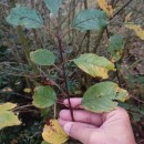 Frangula alnus Mill.Frangula alnus Mill.