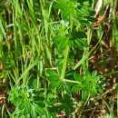 Galium mollugo L.Galium mollugo L.