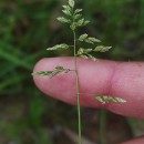 Poa annua L.Poa annua L.