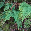 Dryopteris guanchica Gibby & JermyDryopteris guanchica Gibby & Jermy