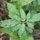 Eupatorium cannabinum  L.Eupatorium cannabinum L.