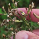 Symphyotrichum squamatum (Spreng.) G.L.NesomSymphyotrichum squamatum (Spreng.) G.L.Nesom