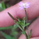 Epilobium obscurum Schreb.Epilobium obscurum Schreb.