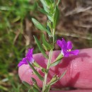 Lythrum junceum Banks & Sol.Lythrum junceum Banks & Sol.