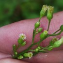 Erigeron canadensis L.Erigeron canadensis L.