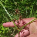 Cyperus longus L.Cyperus longus L.