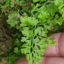 Anogramma leptophylla (L.) LinkAnogramma leptophylla (L.) Link