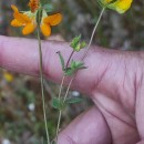 Lotus corniculatus L.Lotus corniculatus L.