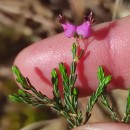 Erica umbellata L.Erica umbellata L.