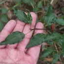 Pyrus cordata Desv.Pyrus cordata Desv.