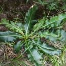 Eryngium duriaei J. Gay ex Boiss. subsp. juresianum (Laínz) LaínzEryngium duriaei J. Gay ex Boiss. subsp. juresianum (Laínz) Laínz