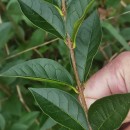 Ligustrum ovalifolium Hassk.Ligustrum ovalifolium Hassk.