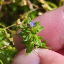 Veronica arvensis L.Veronica arvensis L.
