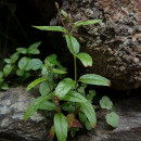 Epilobium tetragonum  L.Epilobium tetragonum  L.