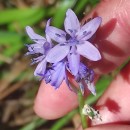 Hyacinthoides paivae S.Ortiz & Rodr.OubiñaHyacinthoides paivae S.Ortiz & Rodr.Oubiña