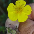 Helianthemum nummularium (L.) Mill.Helianthemum nummularium (L.) Mill.