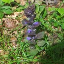 Ajuga reptans L.Ajuga reptans L.