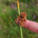 Juncus effusus L.Juncus effusus L.