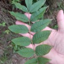 Fraxinus excelsior L.Fraxinus excelsior L.
